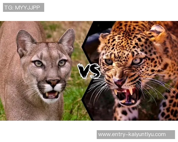 2018年阿特拉斯与美洲狮精彩对决回顾与分析 2018年阿特拉斯与美洲狮精彩对决回顾与分析